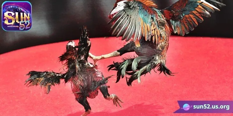 Kinh nghiệm khi tham gia trải nghiệm đá gà tại nhà cái